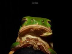 Pithecopus hypochondrialis