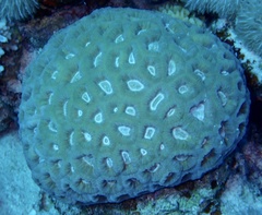 Goniastrea thecata