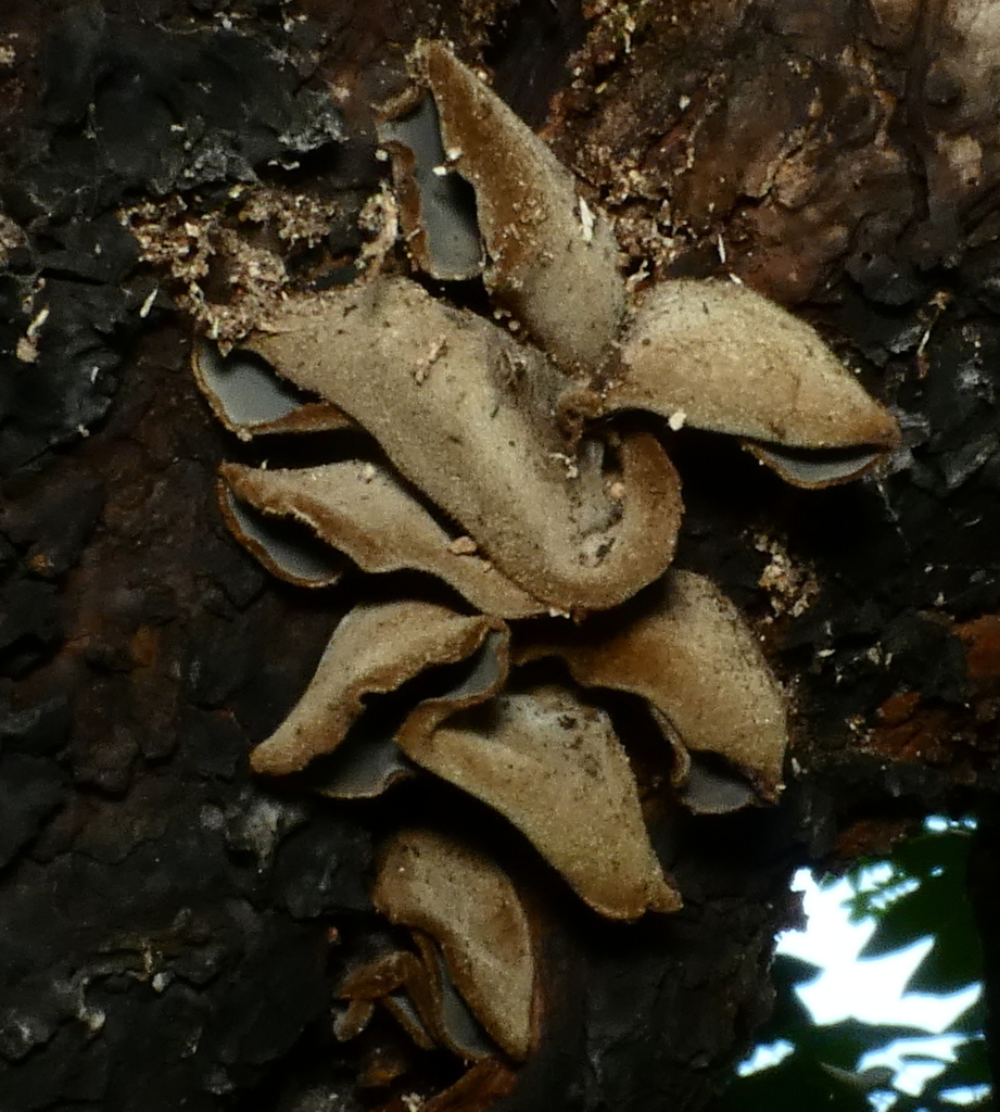 Auricularia nigricans · November 2021 · photo: © helio-lourencini (iNaturalist, cc-by)
