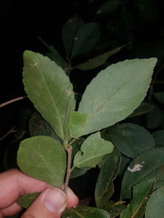 Casearia aculeata
