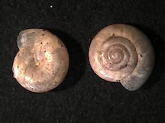 Glyphyalinia indentata