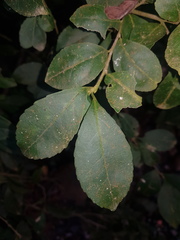 Casearia aculeata