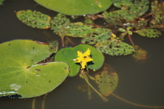Nymphoides fallax
