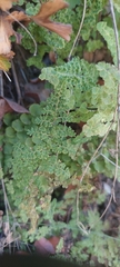 Adiantum excisum