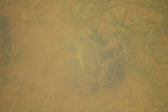 Lithobates montezumae
