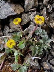 Ranunculus grayi