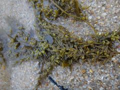 Sargassum hemiphyllum