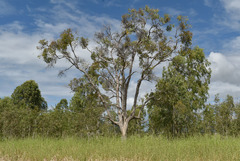 Melaleuca dealbata
