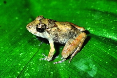 Platymantis dorsalis