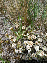 Pimelea oreophila