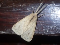 Spilosoma cervina