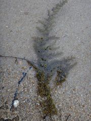 Sargassum hemiphyllum
