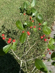 Ilex ambigua