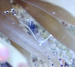 Ancylomenes longicarpus