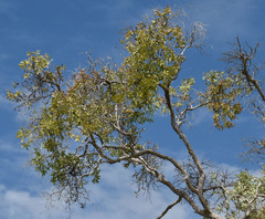 Melaleuca dealbata