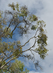 Melaleuca dealbata