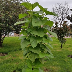 Smallanthus pyramidalis