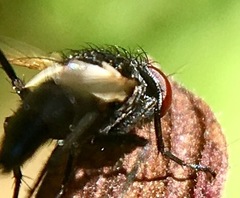 Leucostoma