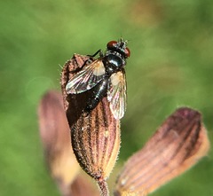 Leucostoma