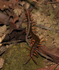 Scolopendra multidens