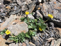 Ranunculus grayi