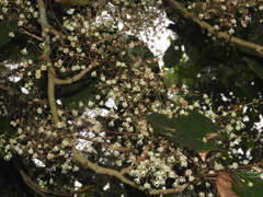 Sterculia monosperma