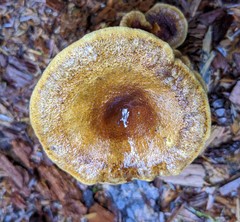 Hygrophoropsis rufa