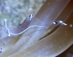 Ancylomenes longicarpus