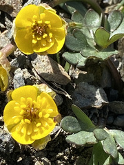 Ranunculus grayi