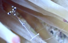 Ancylomenes longicarpus