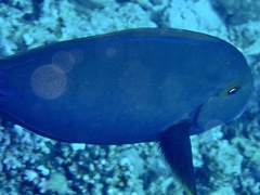 Acanthurus gahhm