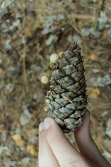Baeospora
