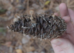 Baeospora
