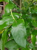 Monkey Pepper - Photo (c) Leonardo Álvarez-Alcázar, some rights reserved (CC BY-NC), uploaded by Leonardo Álvarez-Alcázar