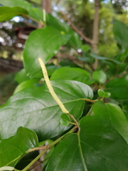 Piper tuberculatum