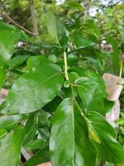 Piper tuberculatum