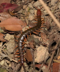 Scolopendra multidens