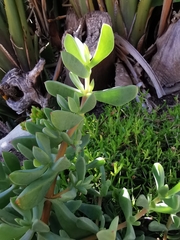 Oscularia cedarbergensis