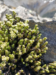 Veronica tetrasticha