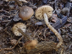 Lyophyllum anthracophilum