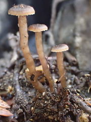 Lyophyllum anthracophilum
