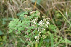 Stevia tomentosa