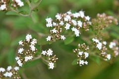 Stevia tomentosa