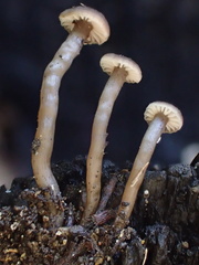 Lyophyllum anthracophilum