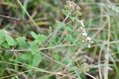 Stevia tomentosa
