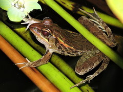 Lithobates magnaocularis