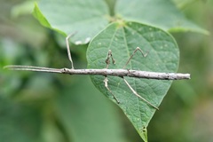 Hypocyrtus