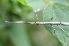 Hypocyrtus
