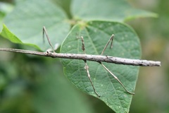 Hypocyrtus
