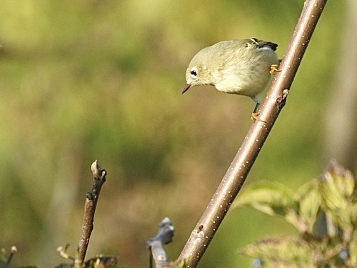 Ruby-crowned Kinglet photographed in Kentucky